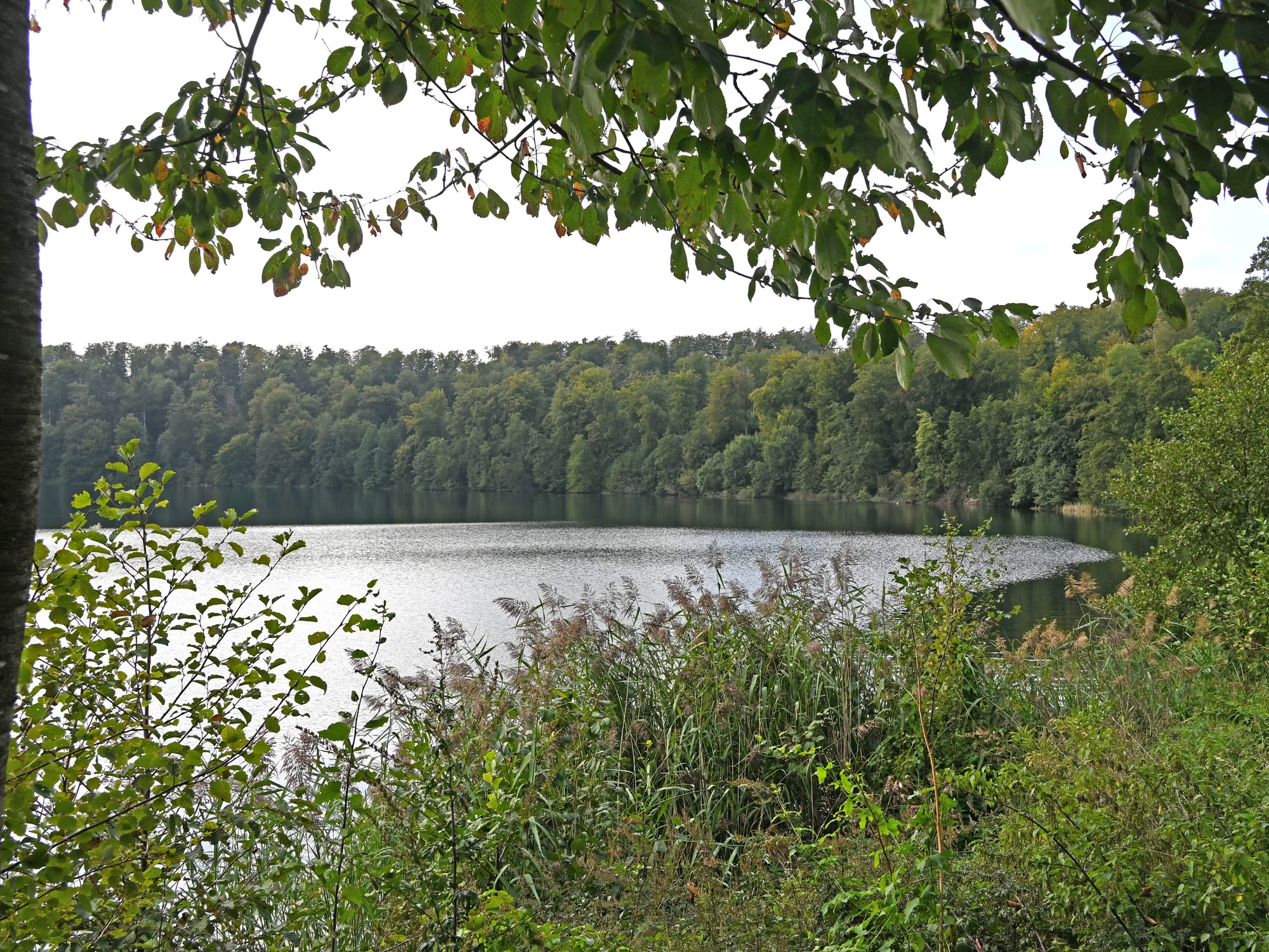 Pulvermaar in de Vulkaneifel — kratermeer in het bos