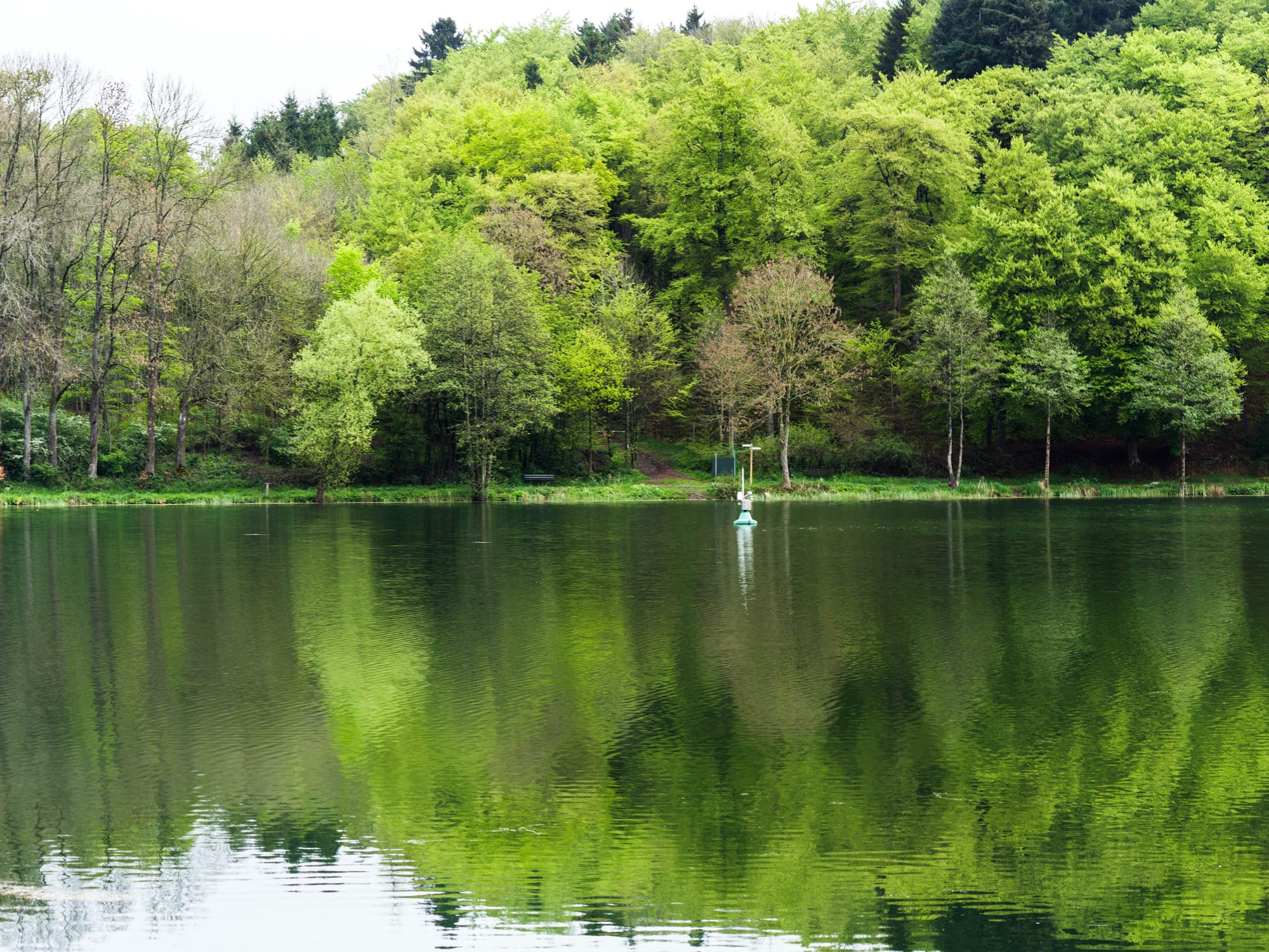Holzmaar dans l'Eifel volcanique se reflétant dans l'eau